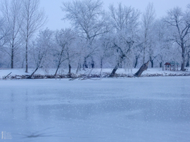 Nem mindennapi fagyvirágok nyílnak a Kis-Tiszán