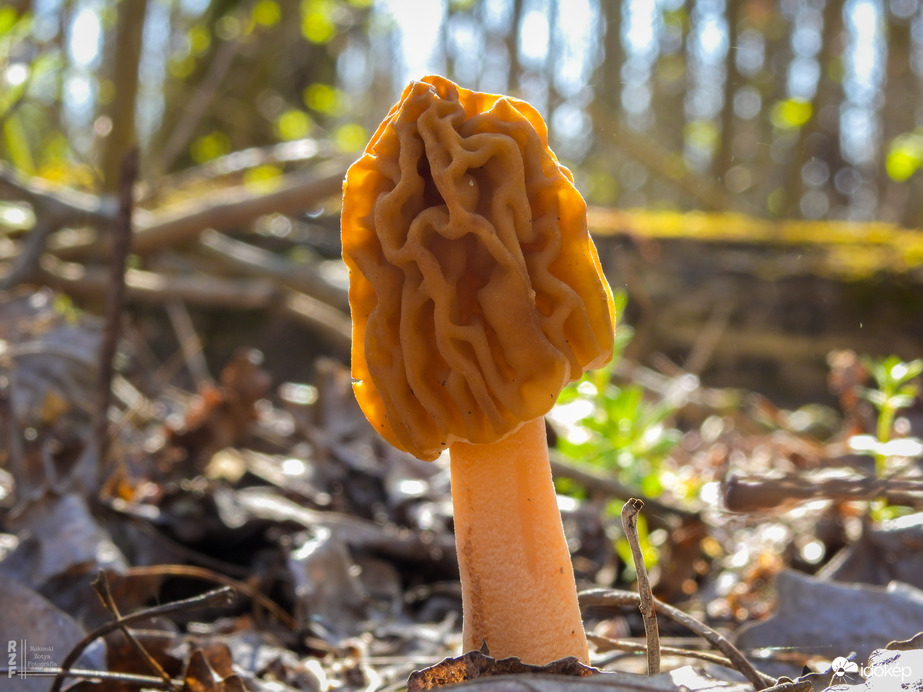 Ízletes kucsmagomba