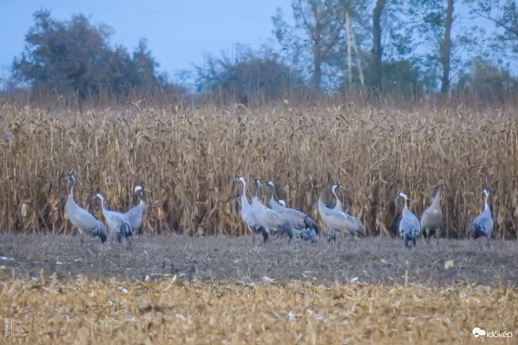 Több százezer daru vonulását figyeltem a Hortobágyon