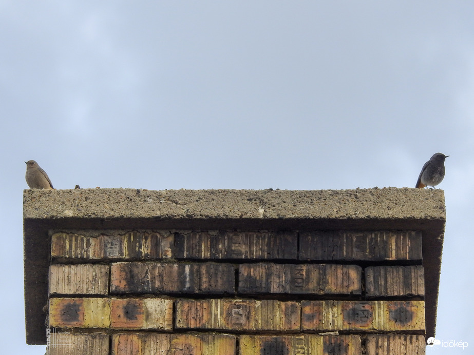 Házi rozsdafarkú feleség és férj haragban, mint egy jó házasságban