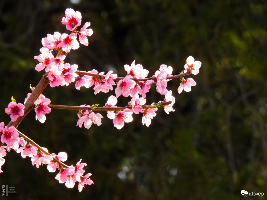 Dédim biztos mosolyogna a tőle kapott barackfa virágzása láttán