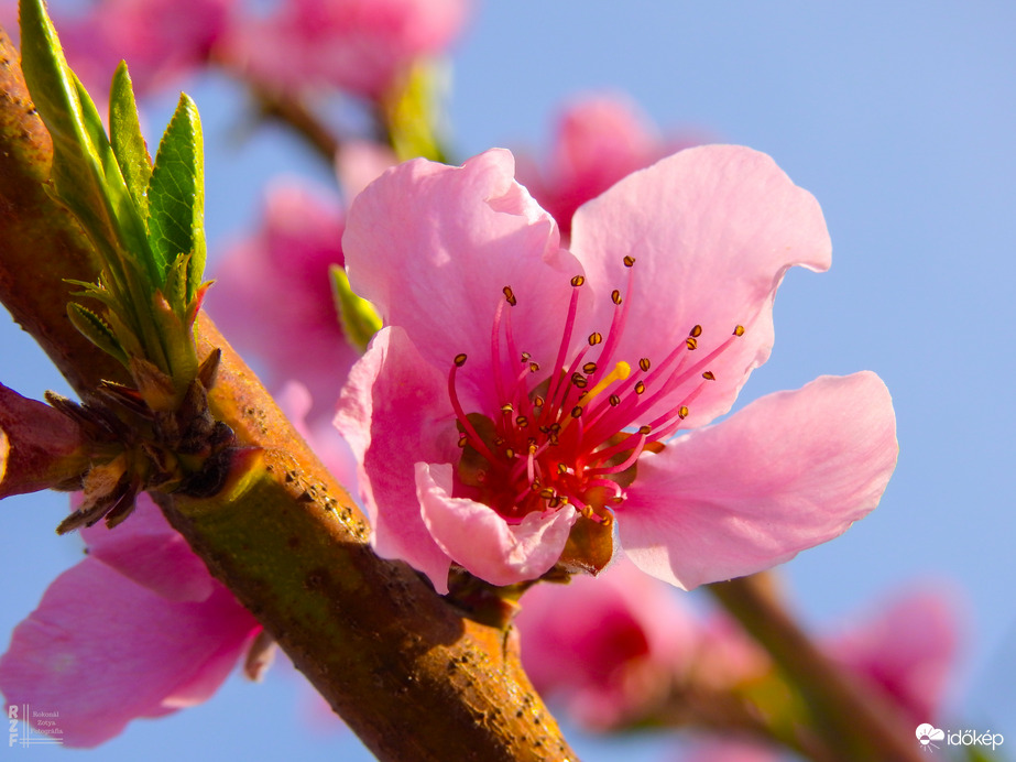 Dédim biztos mosolyogna a tőle kapott barackfa virágzása láttán