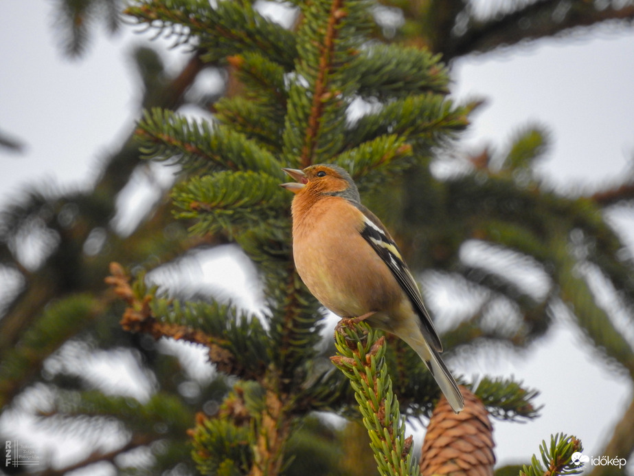 Erdei pinty - "Angry Birds"