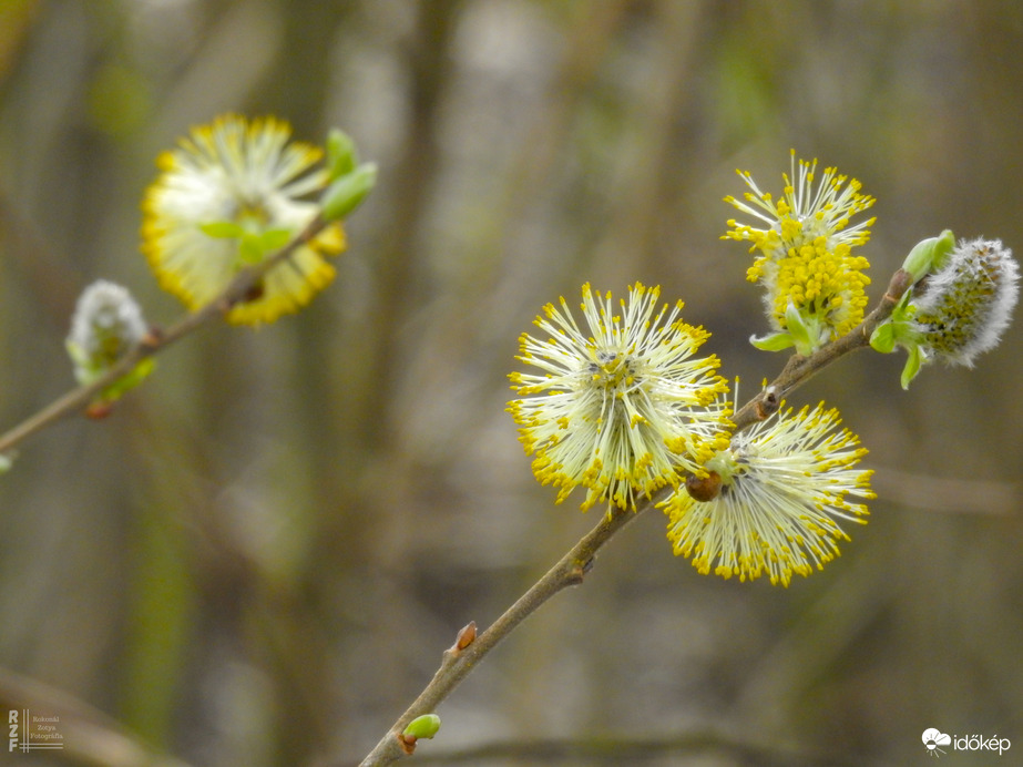 A barka levirágzott március-április helyett