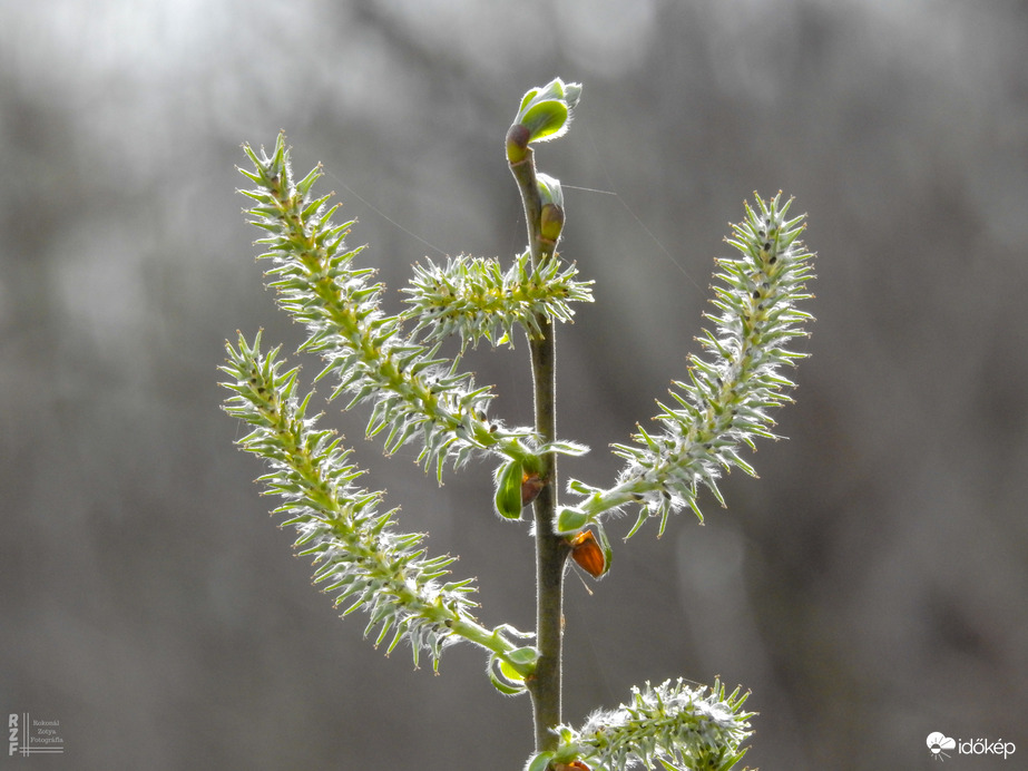 A hamvas fűz levirágzott március-április helyett