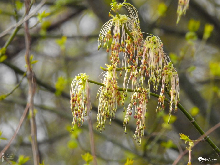 A kőrislevelű juhar levirágzott május helyett