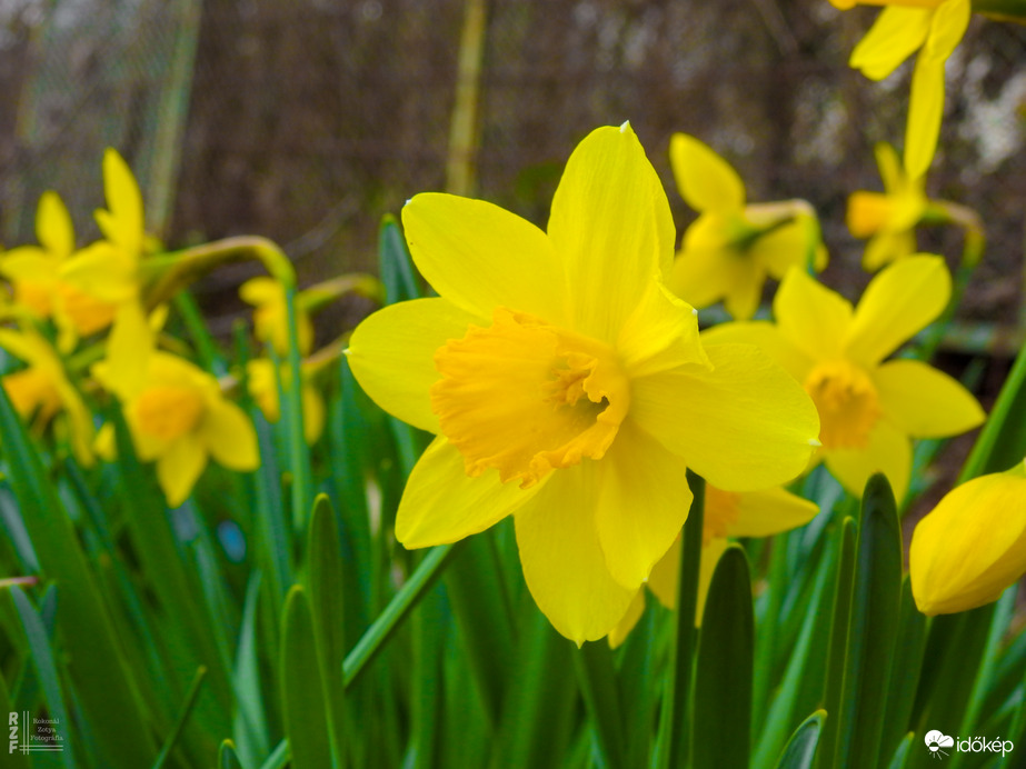 Sárga nárcisz