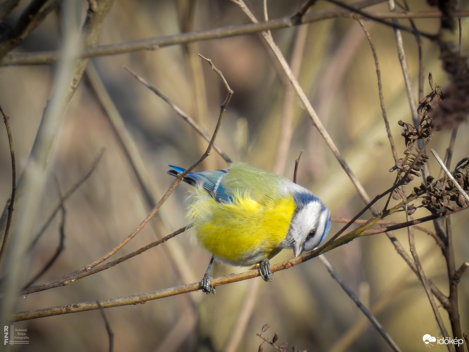 Pufóka kék nindzsa