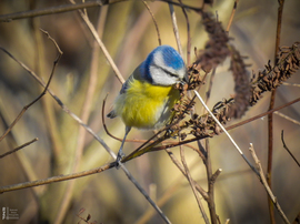 Pufóka kék nindzsa