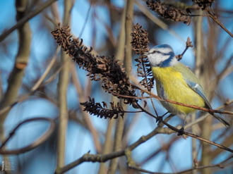 Pufóka kék nindzsa