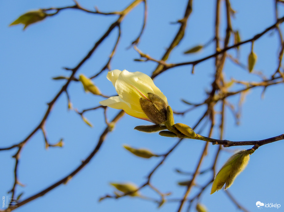 Liliomfa virágzása április-május helyett