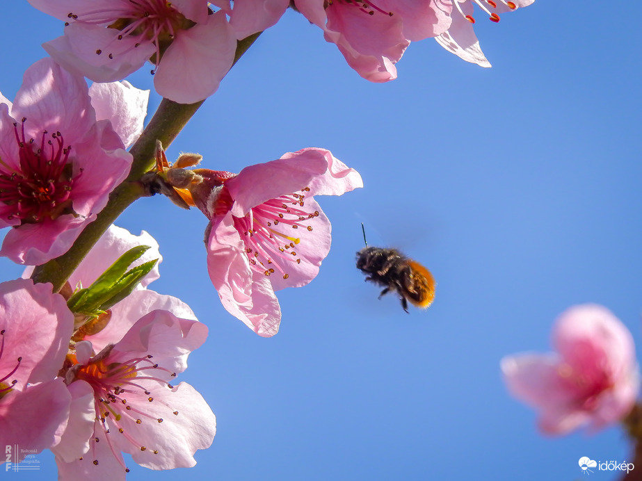 Dédim biztos mosolyogna a tőle kapott barackfa virágzása láttán