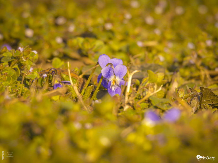 Ibolya bejelentette: a tavasz hivatalosan is elindult!