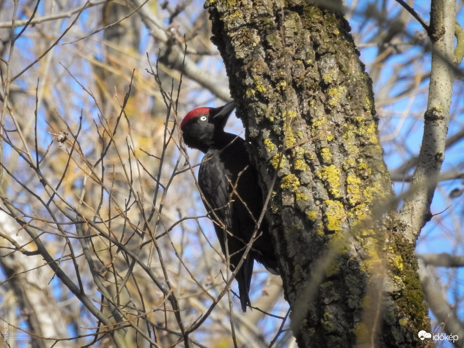 Harkály FM – Az erdő legkeményebb ritmusai