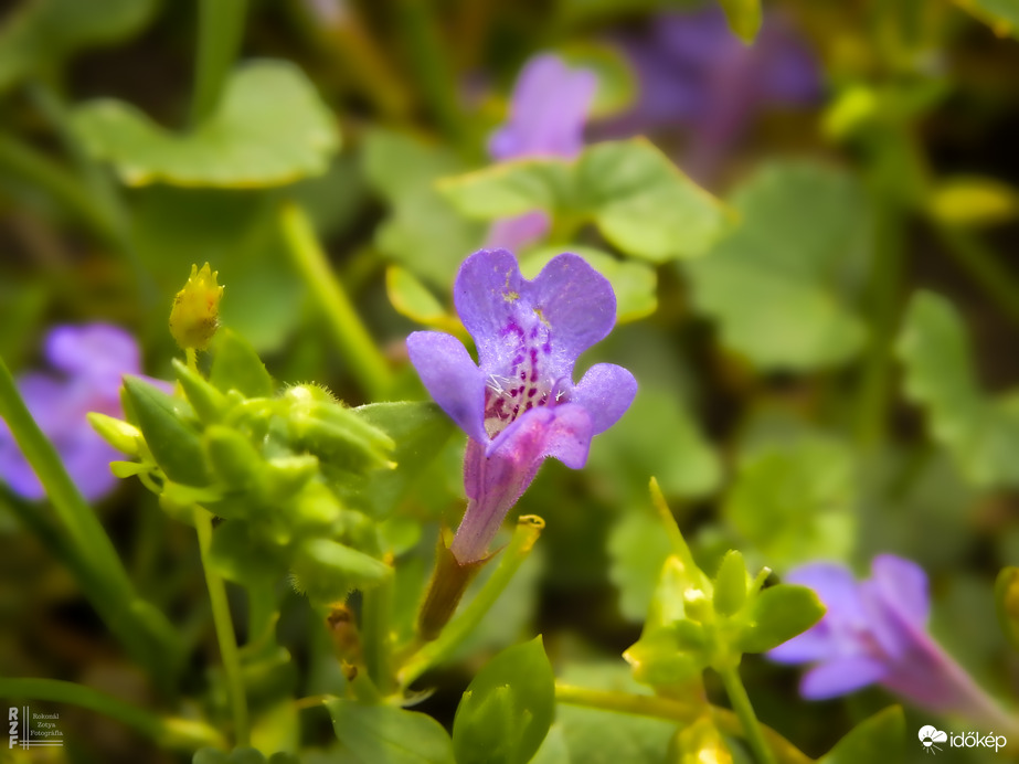 Kerek repkény – avagy a természet titkos kis gyógyítója
