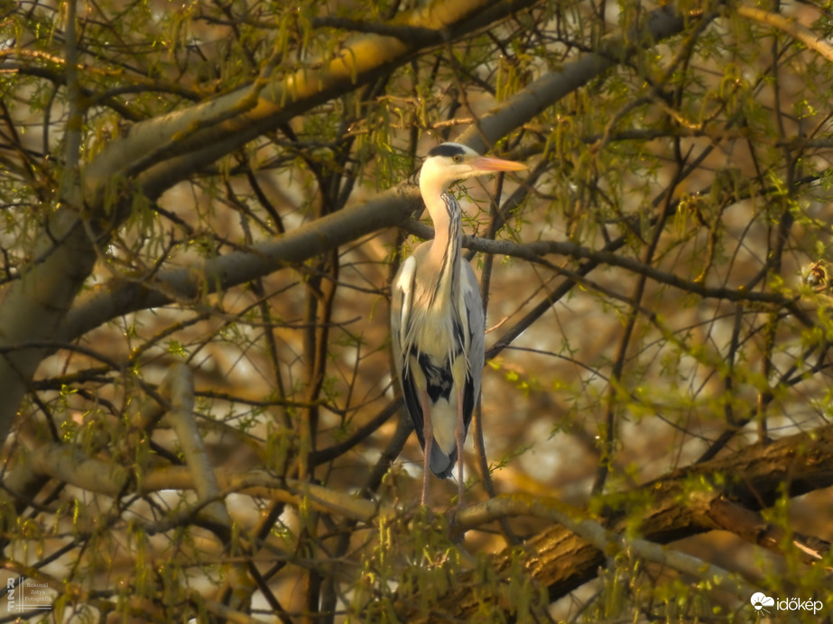 "Bújócska" - szürke gém