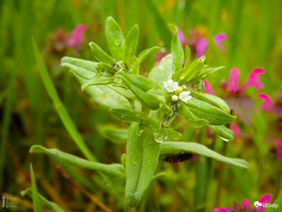 Kőmagvú gyöngyköles – az apró gyöngyök ereje