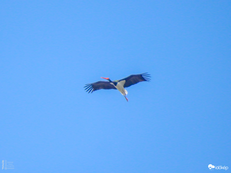 Fekete gólya Tiszalök felett