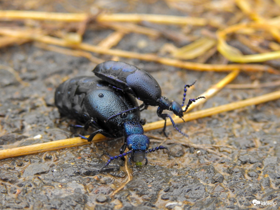 Kék nünüke család