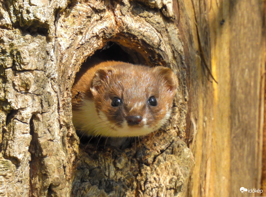 "Mint a mókus fenn a fán, a kis menyét a Kis-Tiszán oly vidám"
