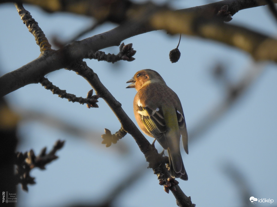 Erdei pinty hím, még téli tollakkal