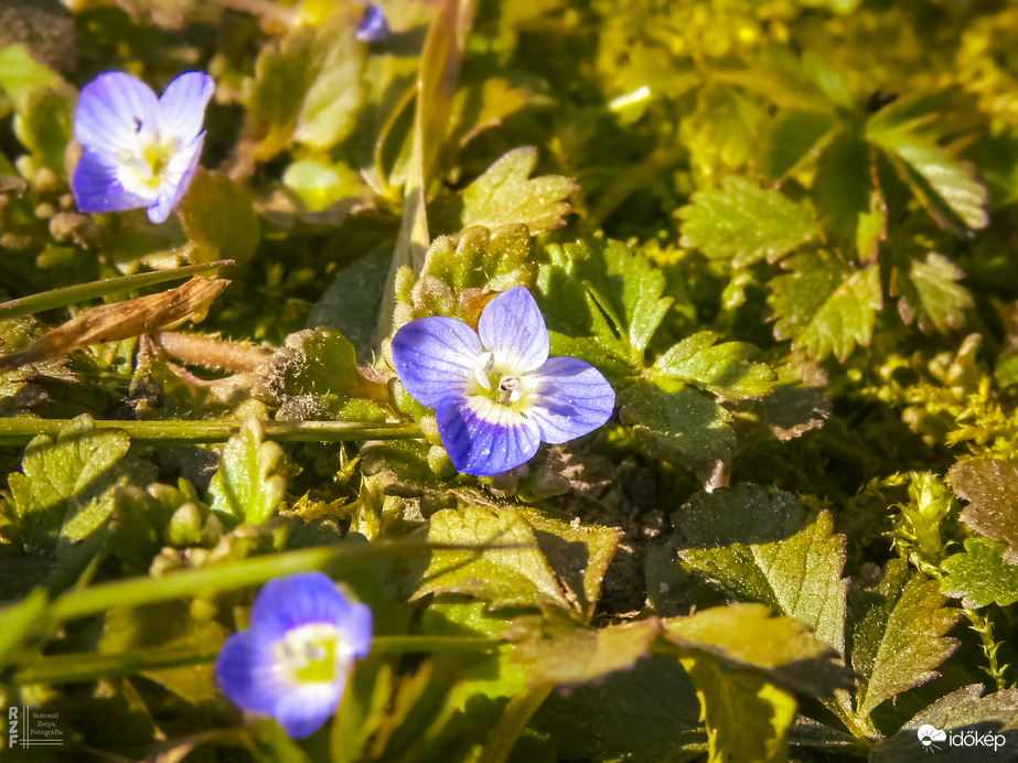 A fű közé rejtett kincs: veronika