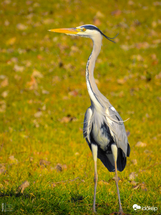 Szürke gém, Tiszalök