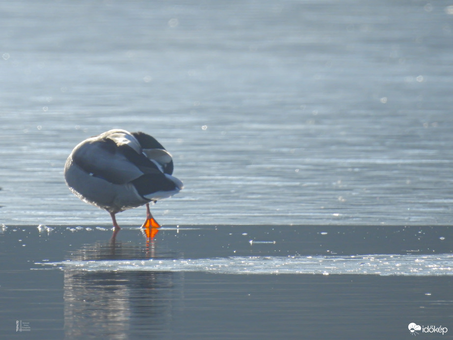 Karácsony másnapján csend borult a tiszalöki holtágra