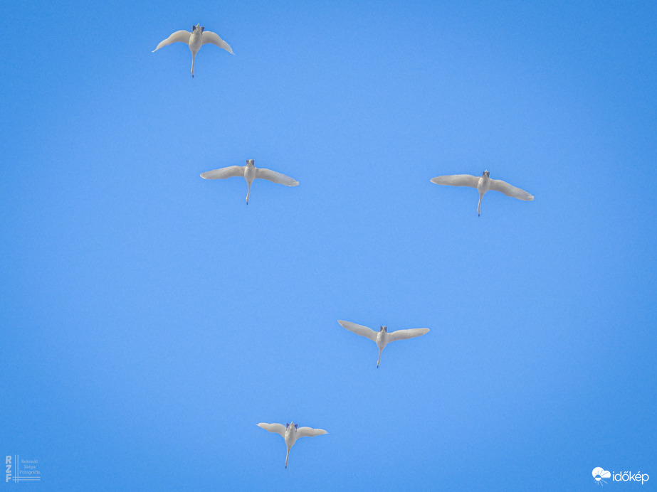 Hattyúk az égbolt vásznán (Tiszalök)