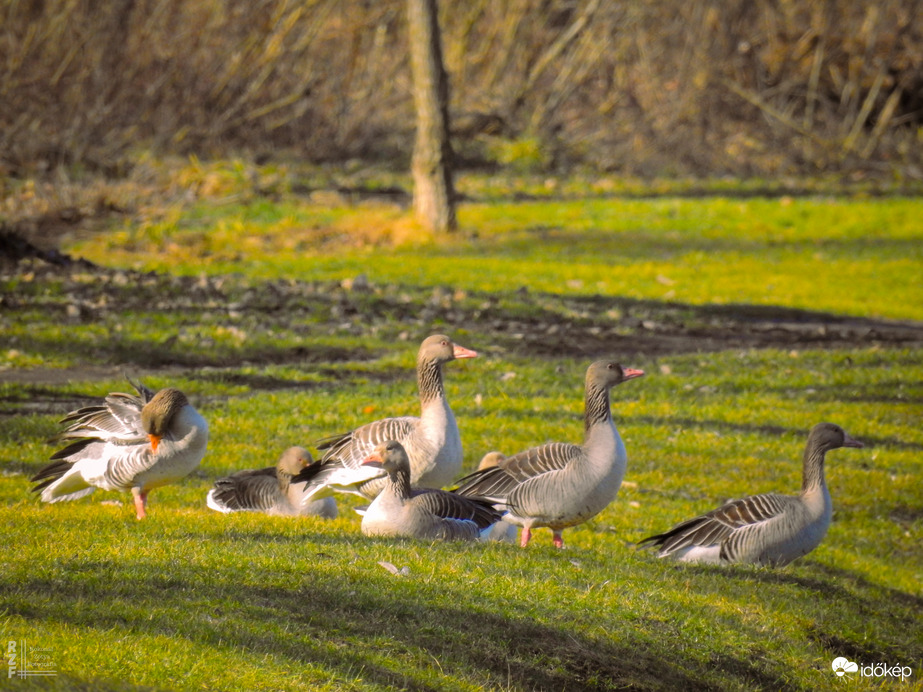 Nyári lúd, Tiszalök