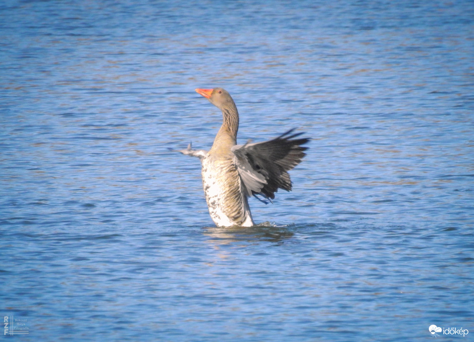 Nyári lúd, Tiszalök
