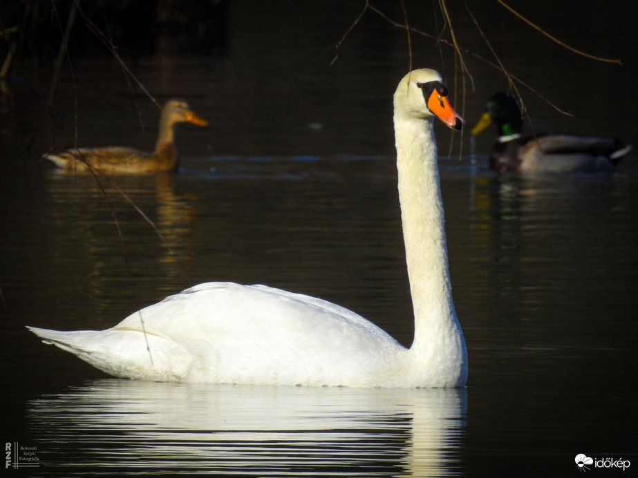 Bütykös hattyú, Tiszalök