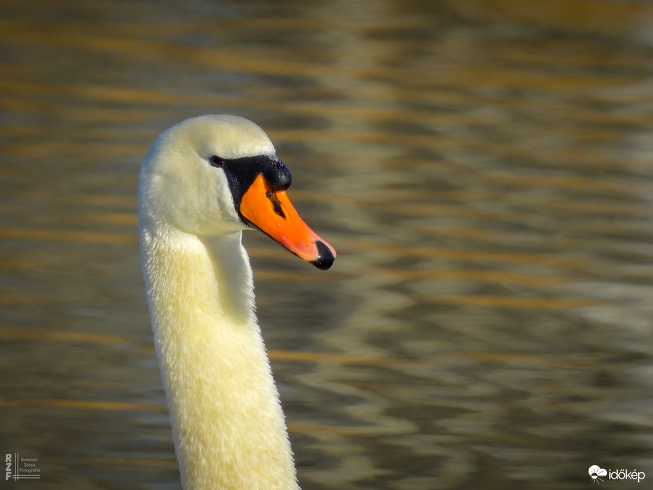 Bütykös hattyú, Tiszalök