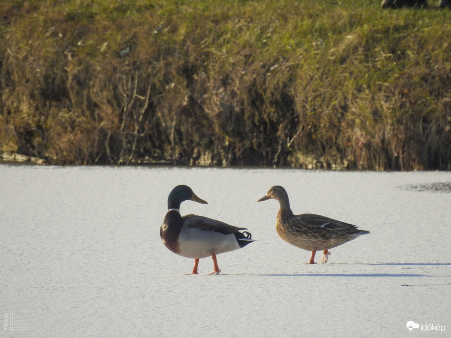 Napsütötte Tiszalök