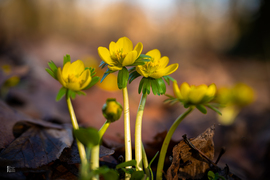 A téltemető már kibújt… vajon ez a tavasz jele?