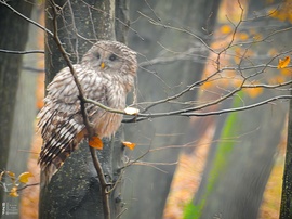 Találkozás az uráli bagollyal