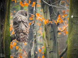 Találkozás az uráli bagollyal