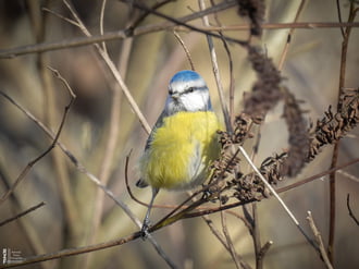 Pufóka kék nindzsa