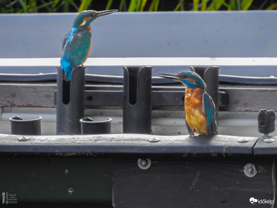 Két jégmadár, egy szívverés