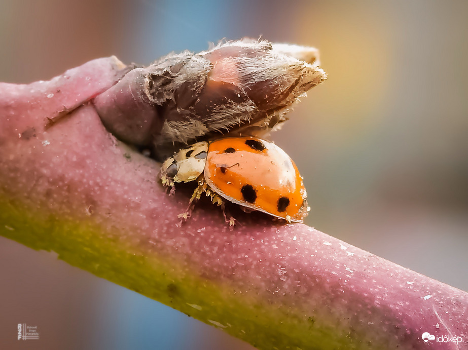 Pöttyös barackfelügyelő szolgálatban 