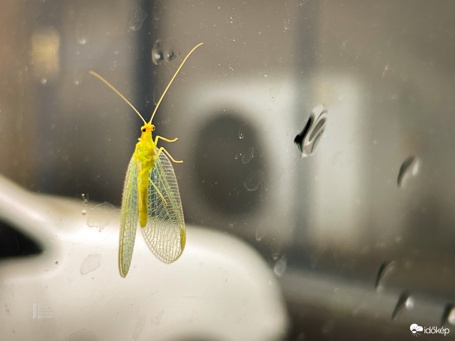 A természet apró ragadozója: a zöldfátyolka