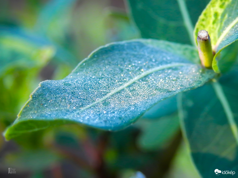 Deres japán fűz, Tiszalök