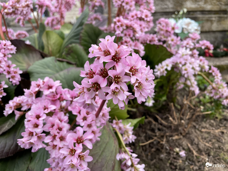 Vaskoslevelű bőrlevél