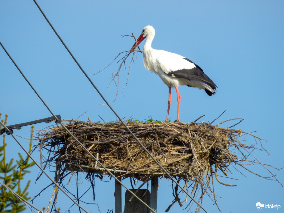 Fészekrendezés - Tiszalök