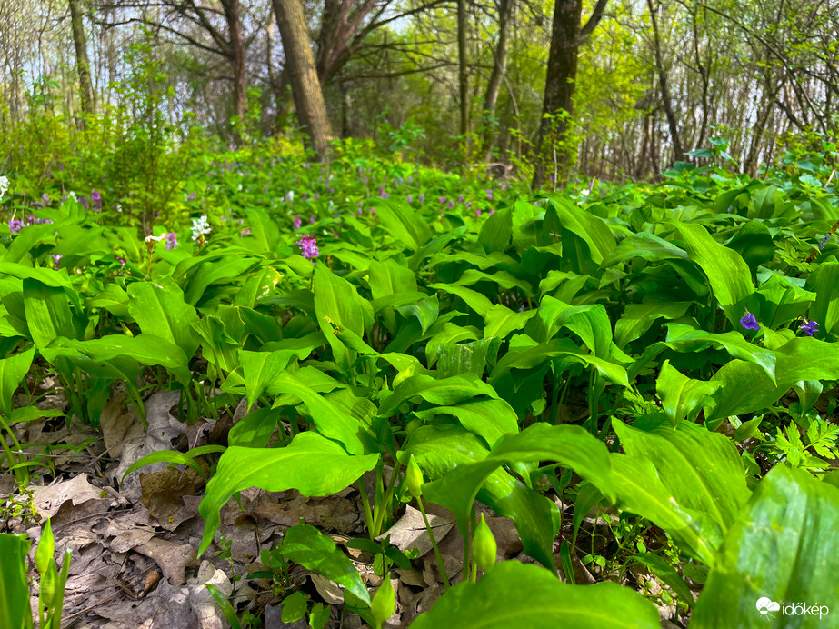 Húsvéti barangolás a Medvehagyma-tengernél