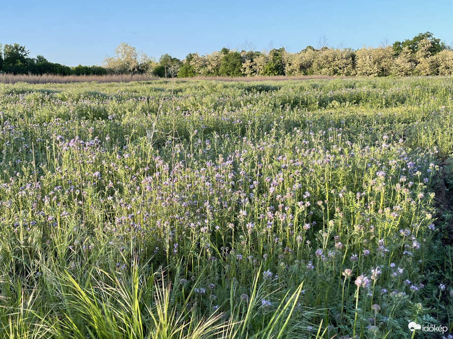 Varádicslevelű mézontófű - Facélia