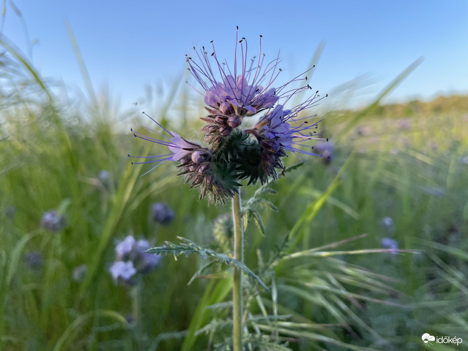 Varádicslevelű mézontófű - Facélia