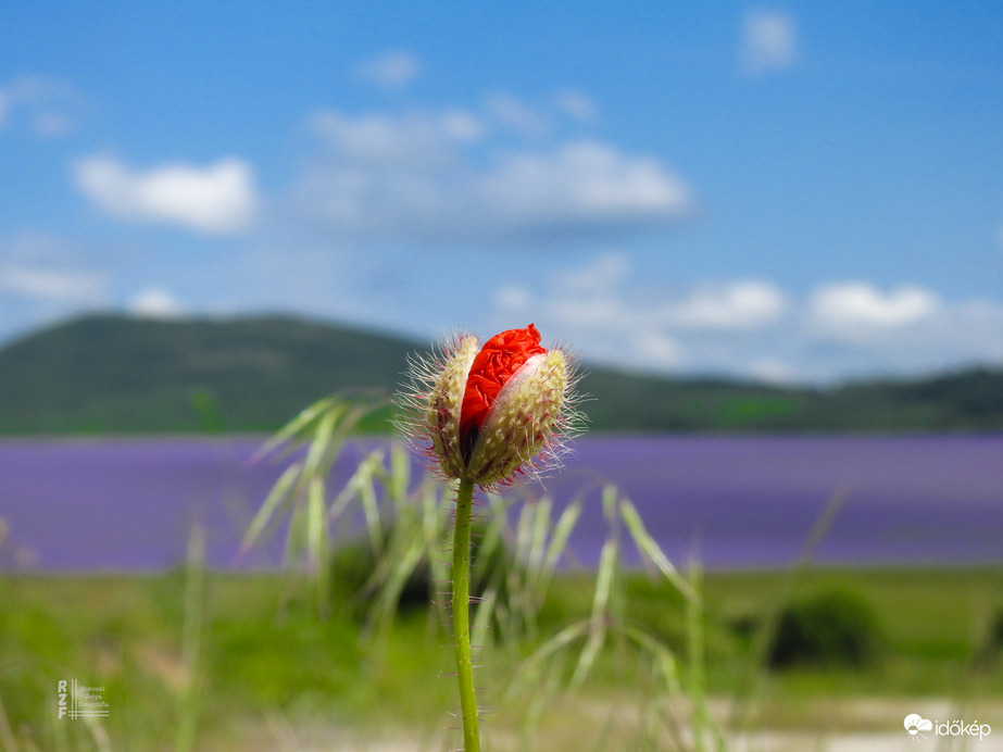Facélia-tenger és a pipacs 