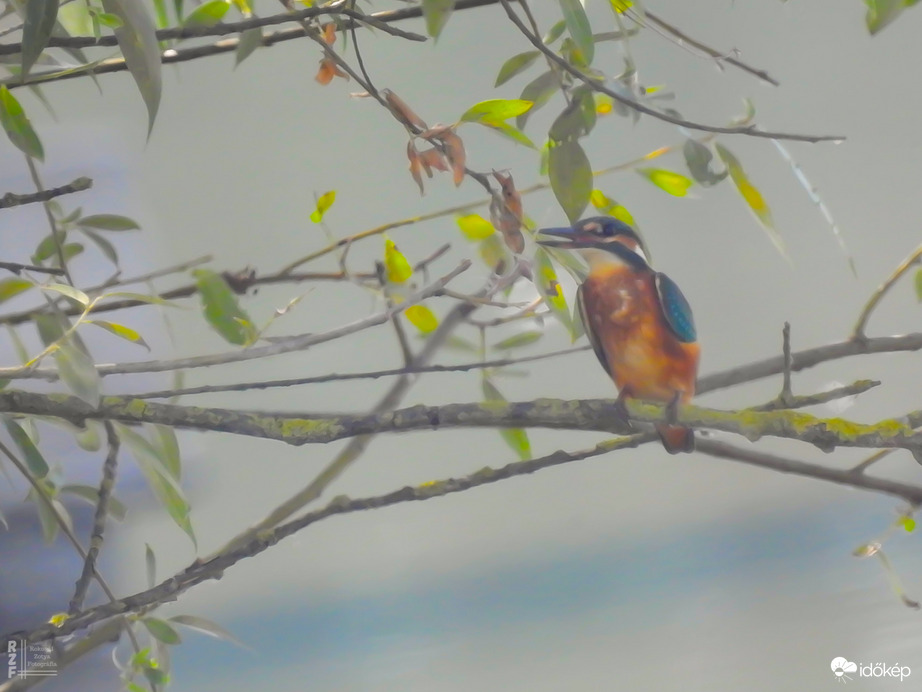 A jégmadaraknak is melegük van