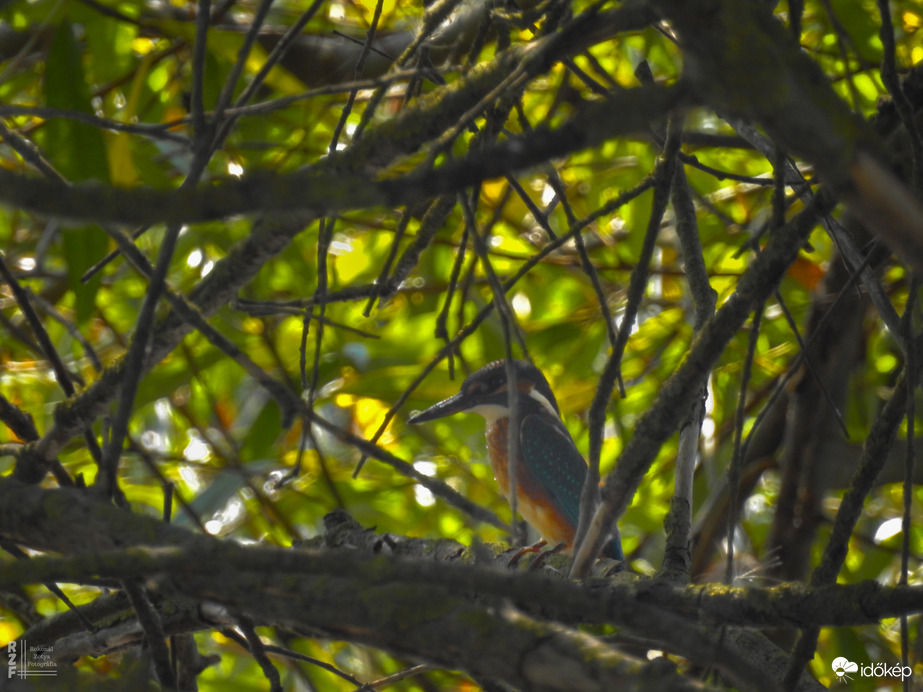 A jégmadaraknak is melegük van